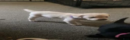 Labrador Retriever dogs for sale: Labrador puppies - Advert 7