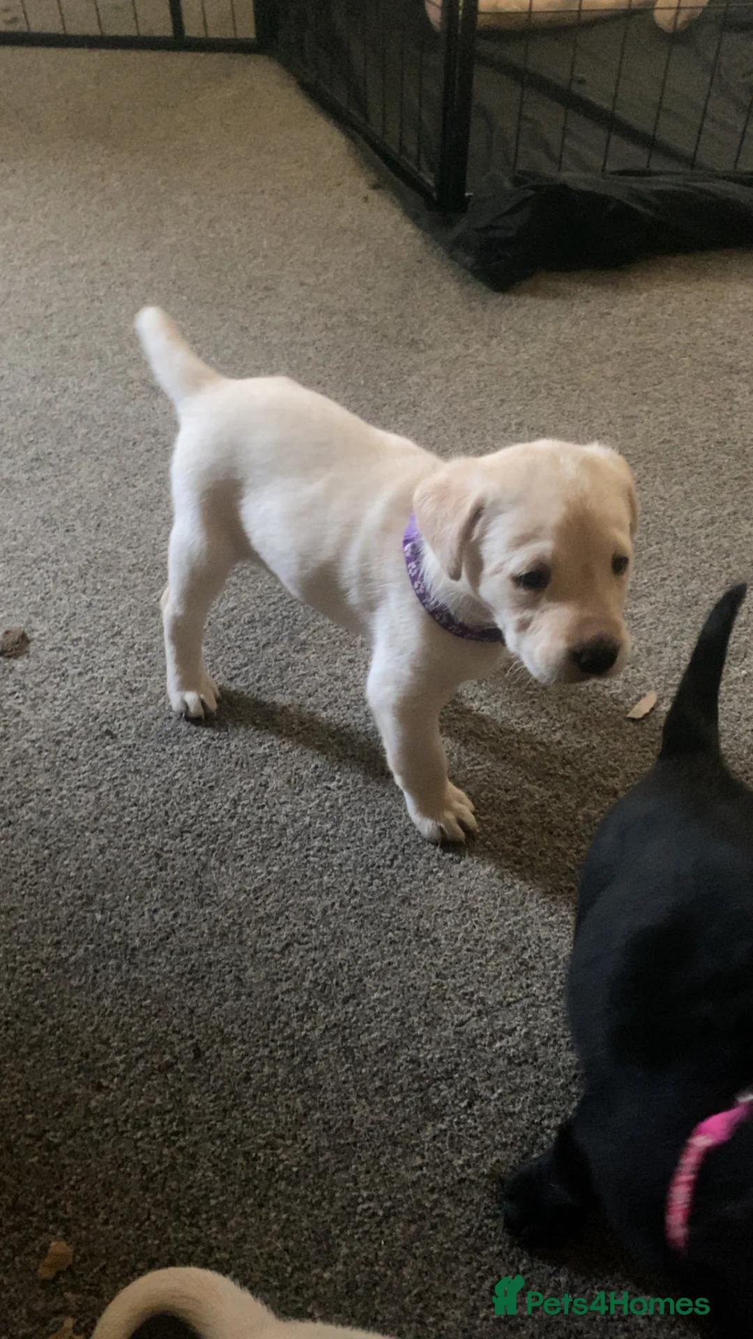 Labrador Retriever dogs for sale: Labrador puppies - Advert 7