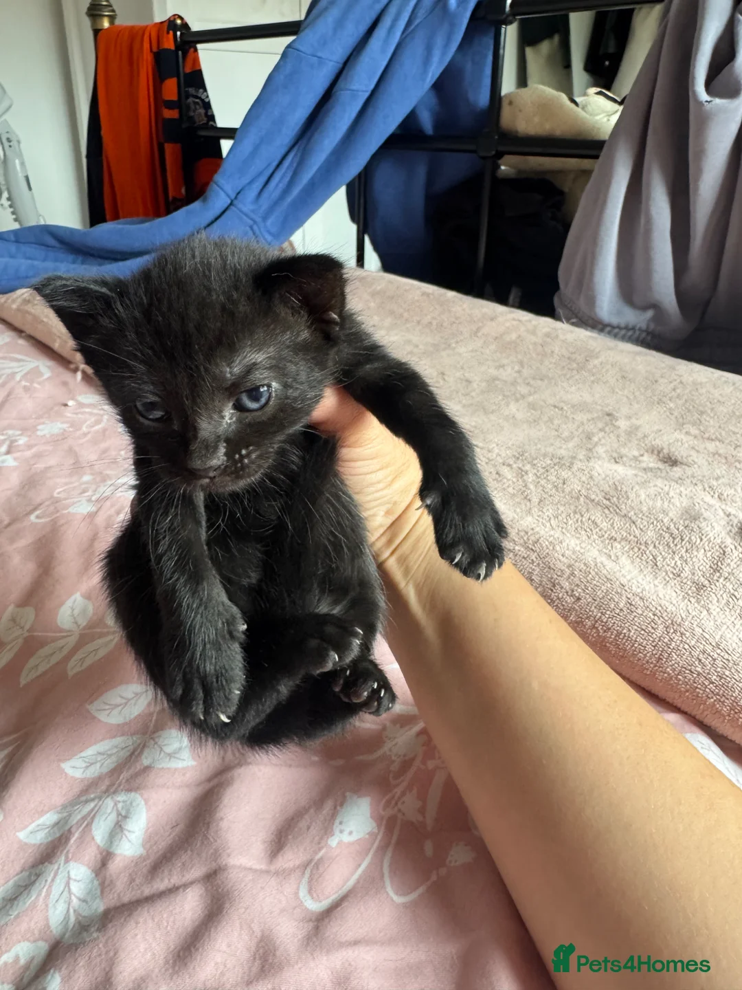 Mixed Breed cats for sale: Kittens for sale  in Bedford - Advert 14