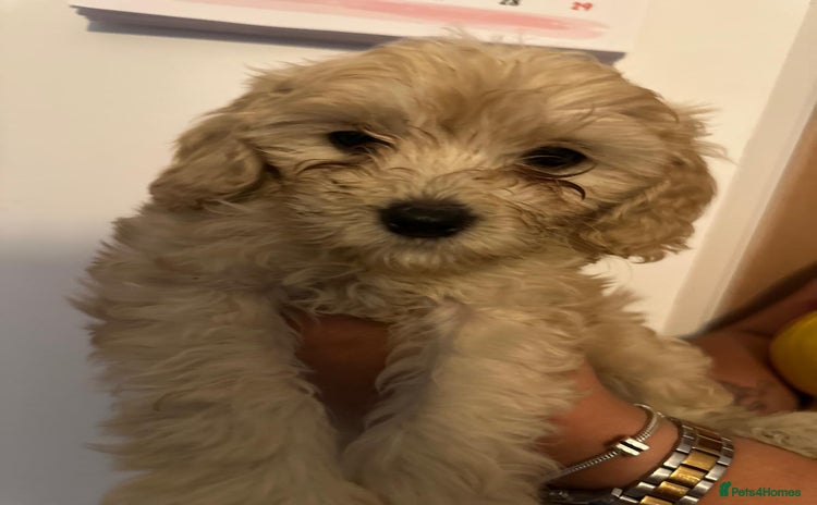 Cavapoo dogs - Advert 16