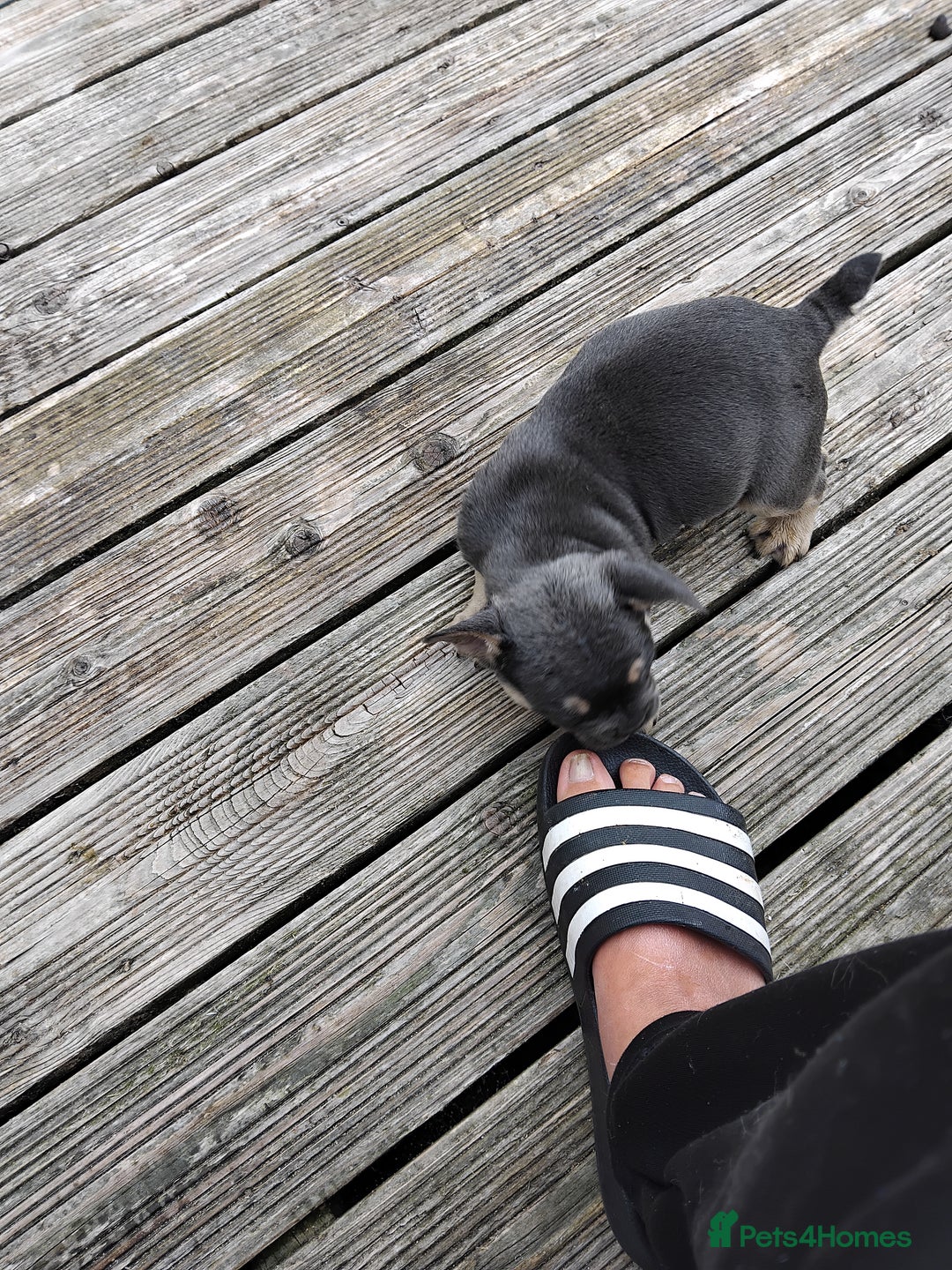 French Bulldog dogs for sale: French bulldogs puppys in Nottingham - Image 8