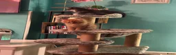 Persian cats for sale: Stunning persian kittens - Advert 15