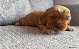 Cocker Spaniel dogs for sale: Beautiful cocker spaniel puppies  - Image 12
