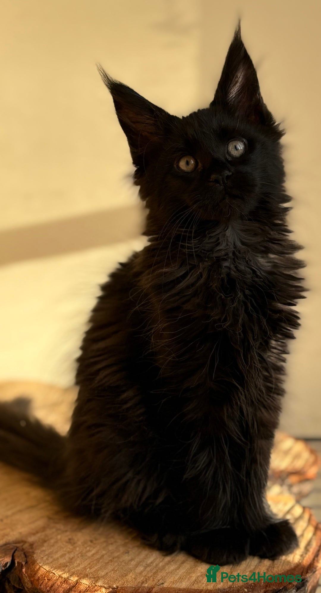 Maine Coon cats for sale: Beautiful Maine coon kittens - Advert 29