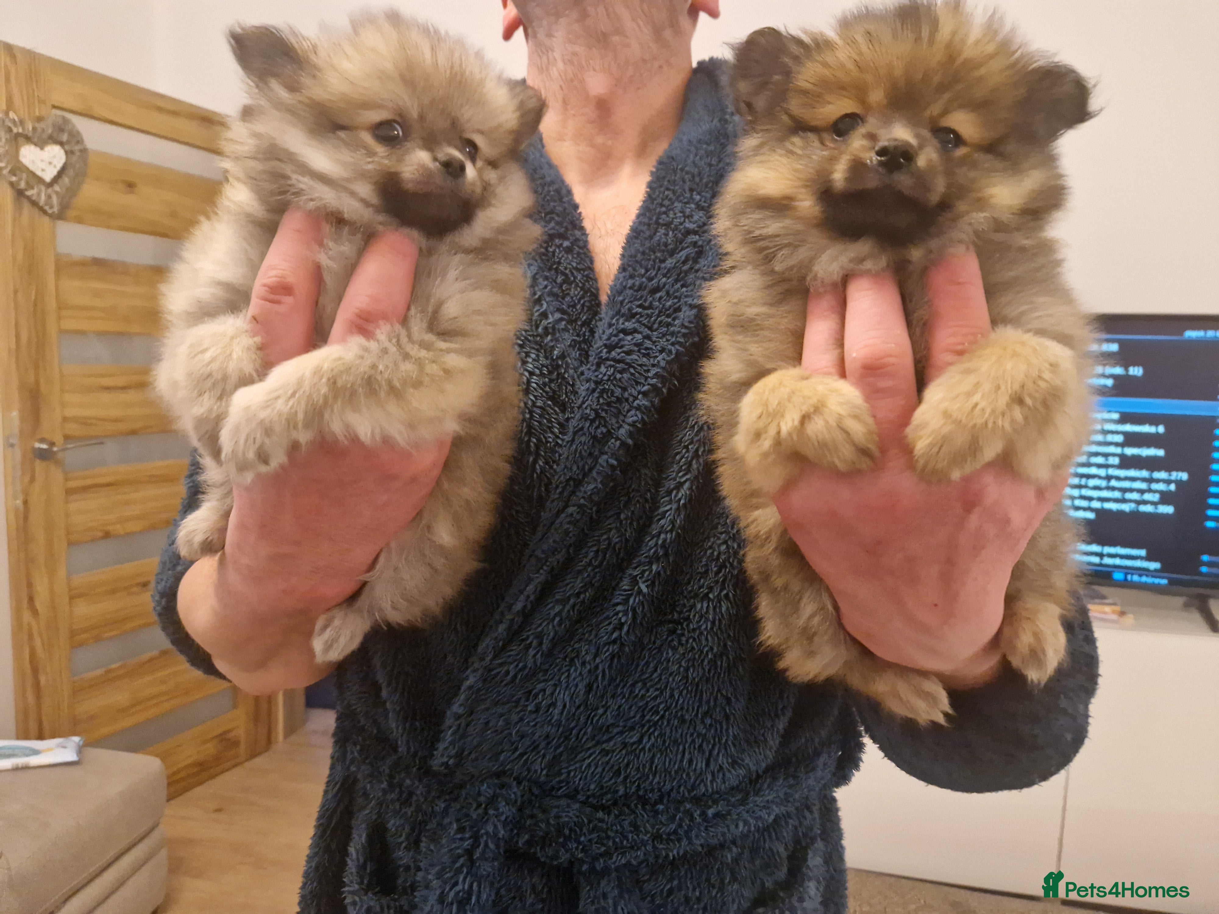 Pomeranian dogs Puppy pomeranian - Advert 6