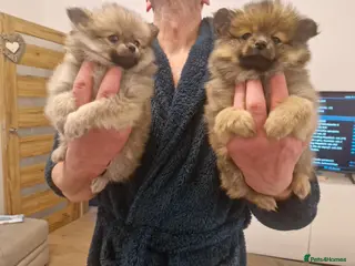 Pomeranian dogs Puppy pomeranian - Advert 3