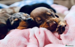 Dachshund dogs for sale: Dachshund Lovely Pupies Waiting for Forever Home - Image 2