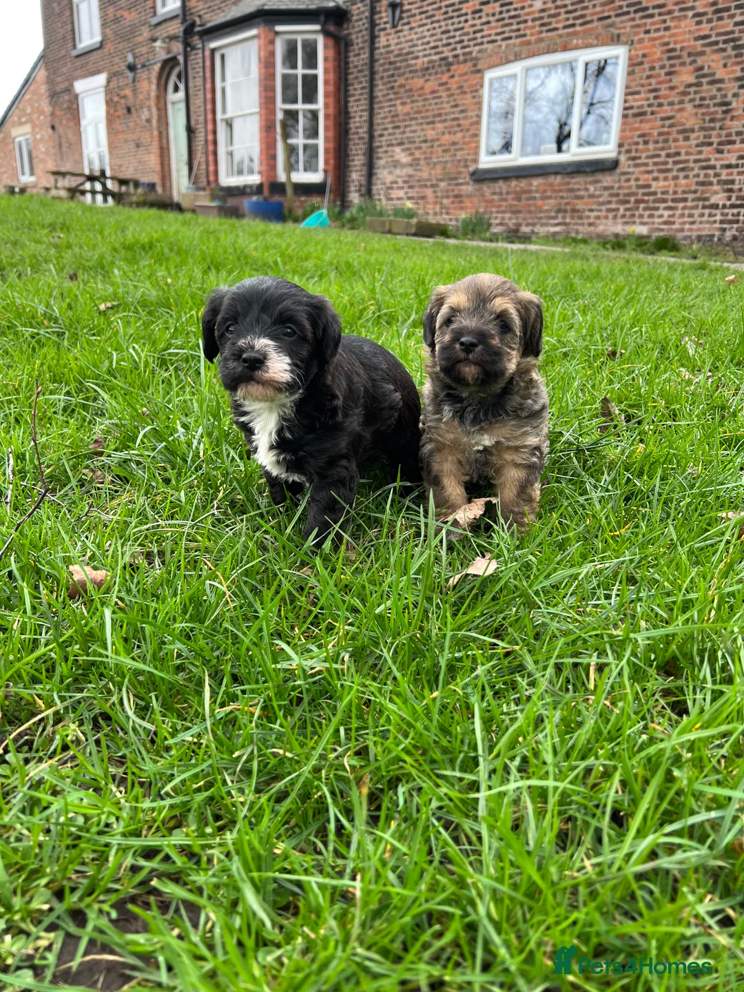 Mixed Breed dogs for sale: Borderpoo pups for sale(borderterrier x toypoodle) in Manchester - Advert 2