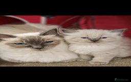 Ragdoll cats for sale: Stunning Bluepoint Pedigree Ragdoll Kittens Ready - Advert 11
