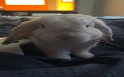 Mini Lop rabbits for sale: Dennis - Image 4
