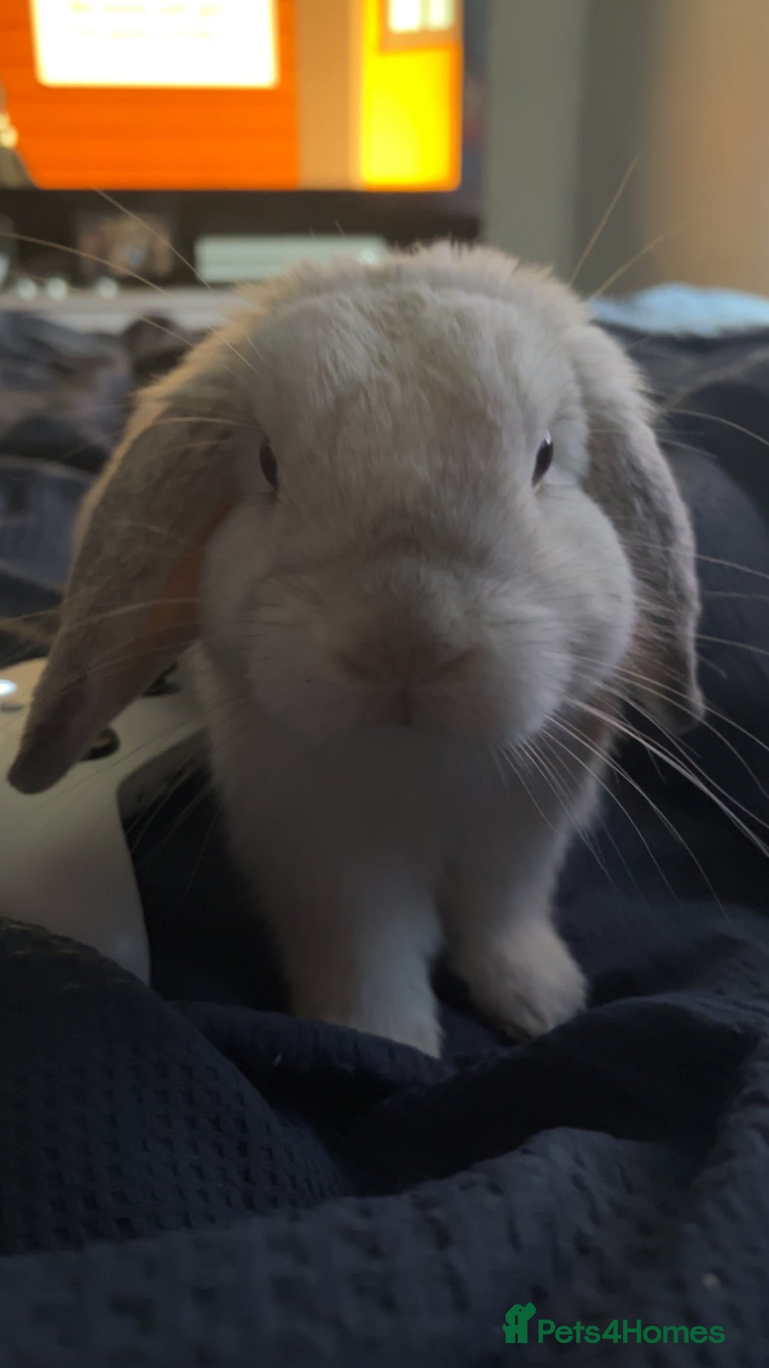 Mini Lop rabbits for sale: Dennis - Image 4