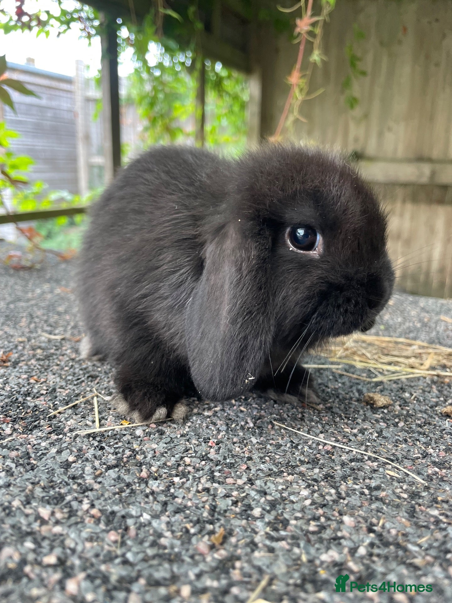 Mini Lop rabbits Gorgeous mini lops looking for their forever home  - Advert 8
