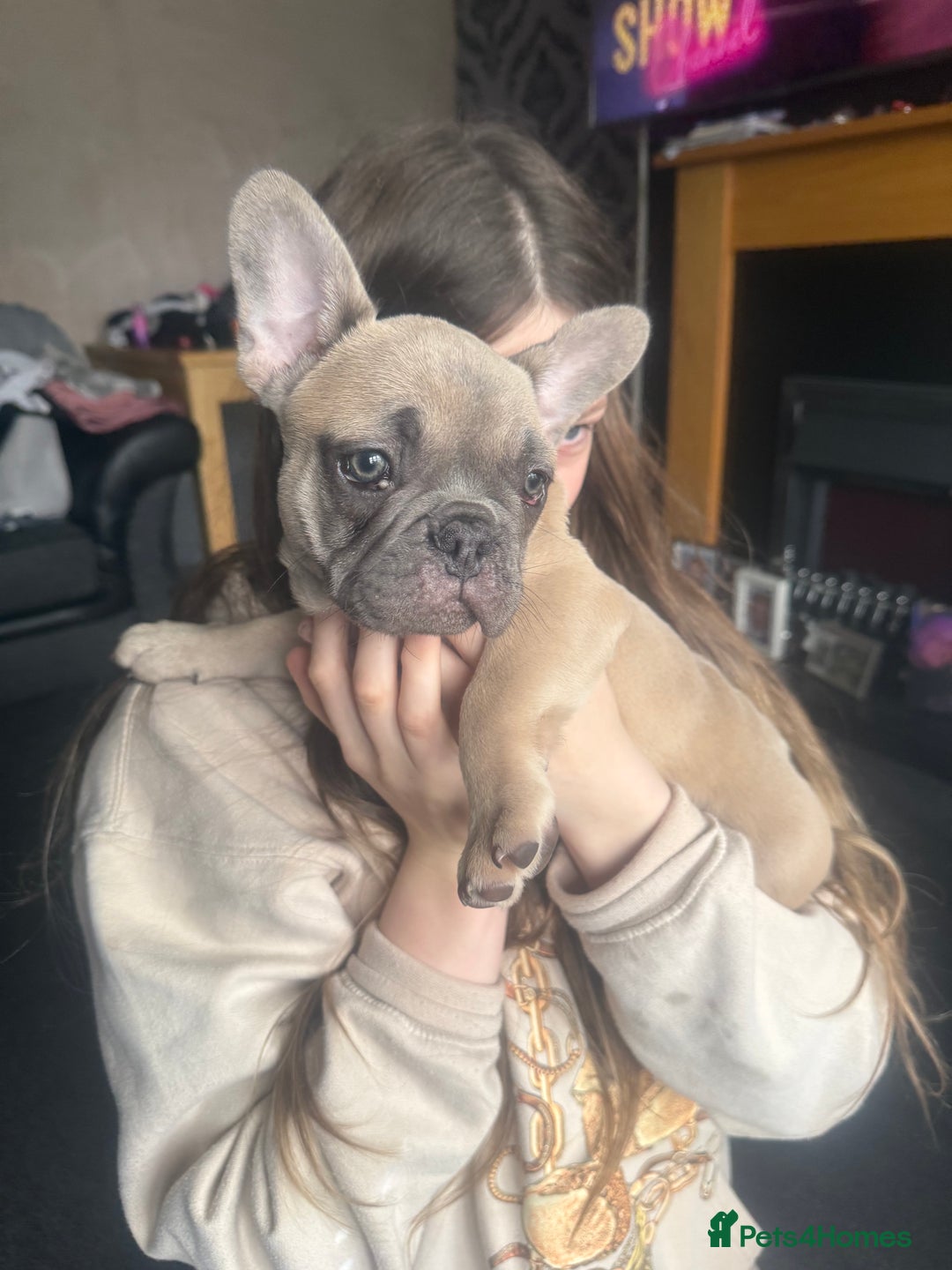 French Bulldog dogs for sale: French bulldog puppies - Image 10
