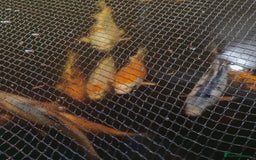 Koi Carp fish for sale: KOI FOR SALE - Image 8