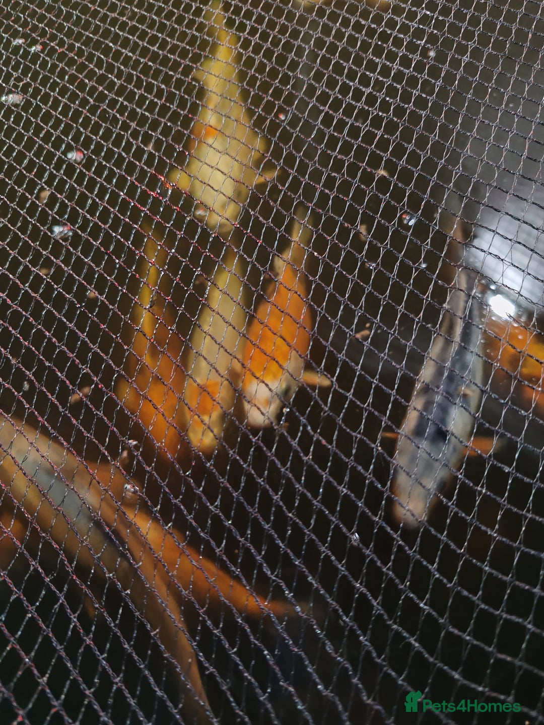 Koi Carp fish for sale: KOI FOR SALE - Image 8