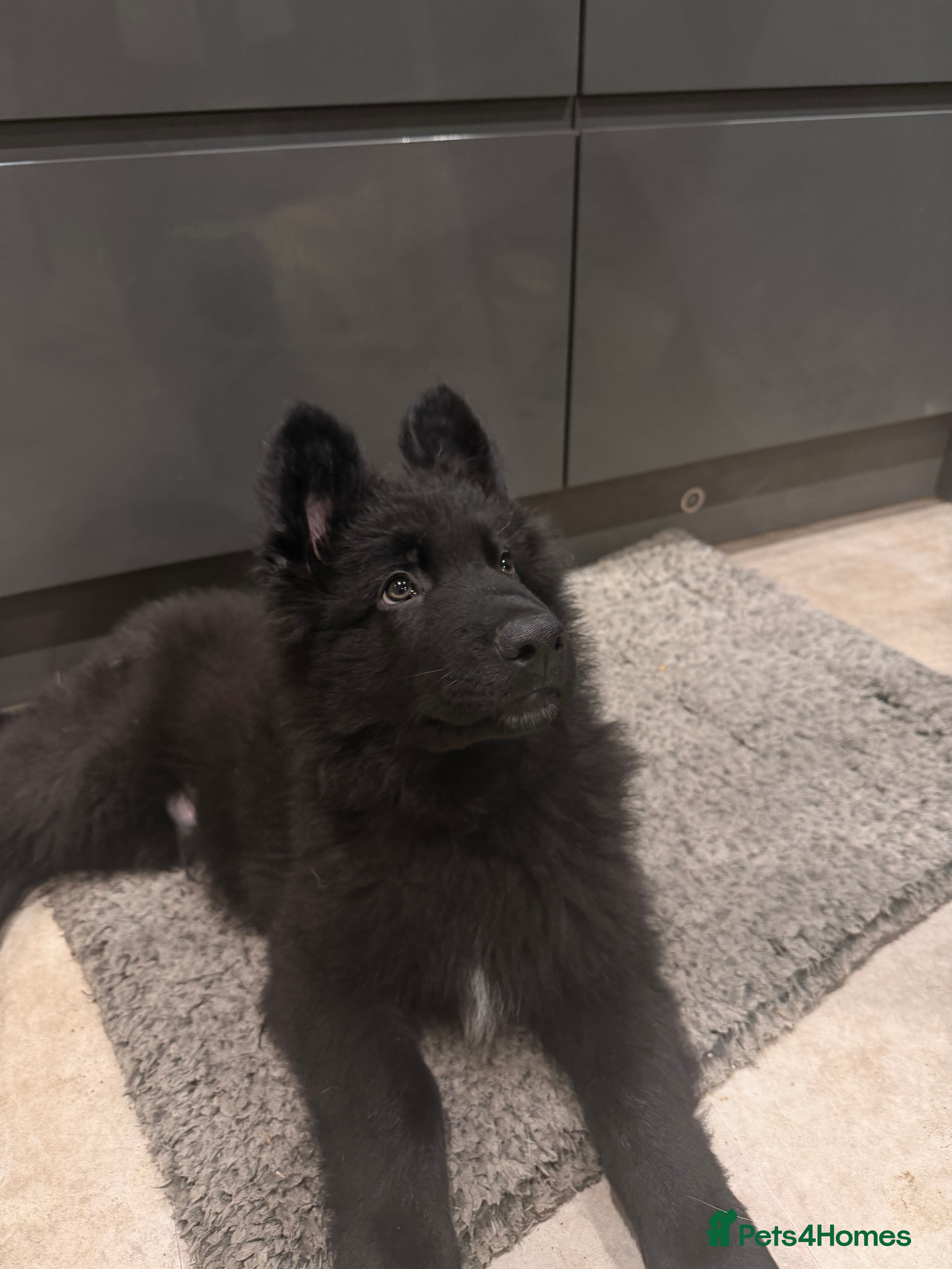 German Shepherd dogs Straight Back German Shepherd Pups -Ready to leave - Advert 17