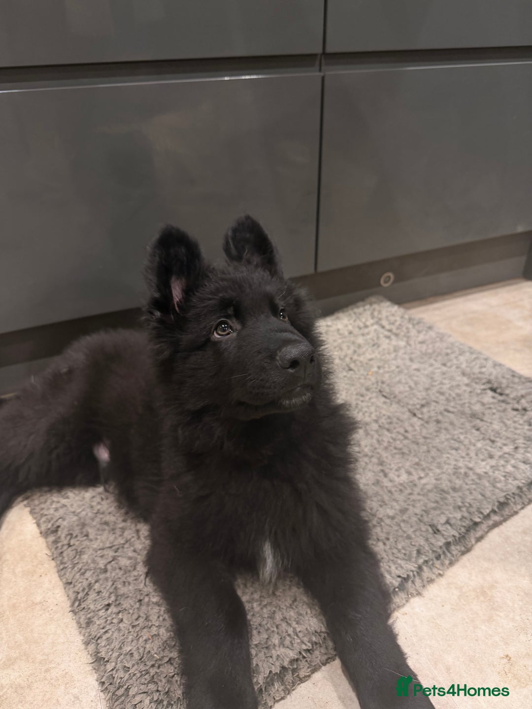 German Shepherd dogs for sale: Straight Back German Shepherd Pups -Ready to leave - Advert 1