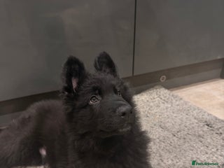 German Shepherd dogs Straight Back German Shepherd Pups -Ready to leave - Advert 17