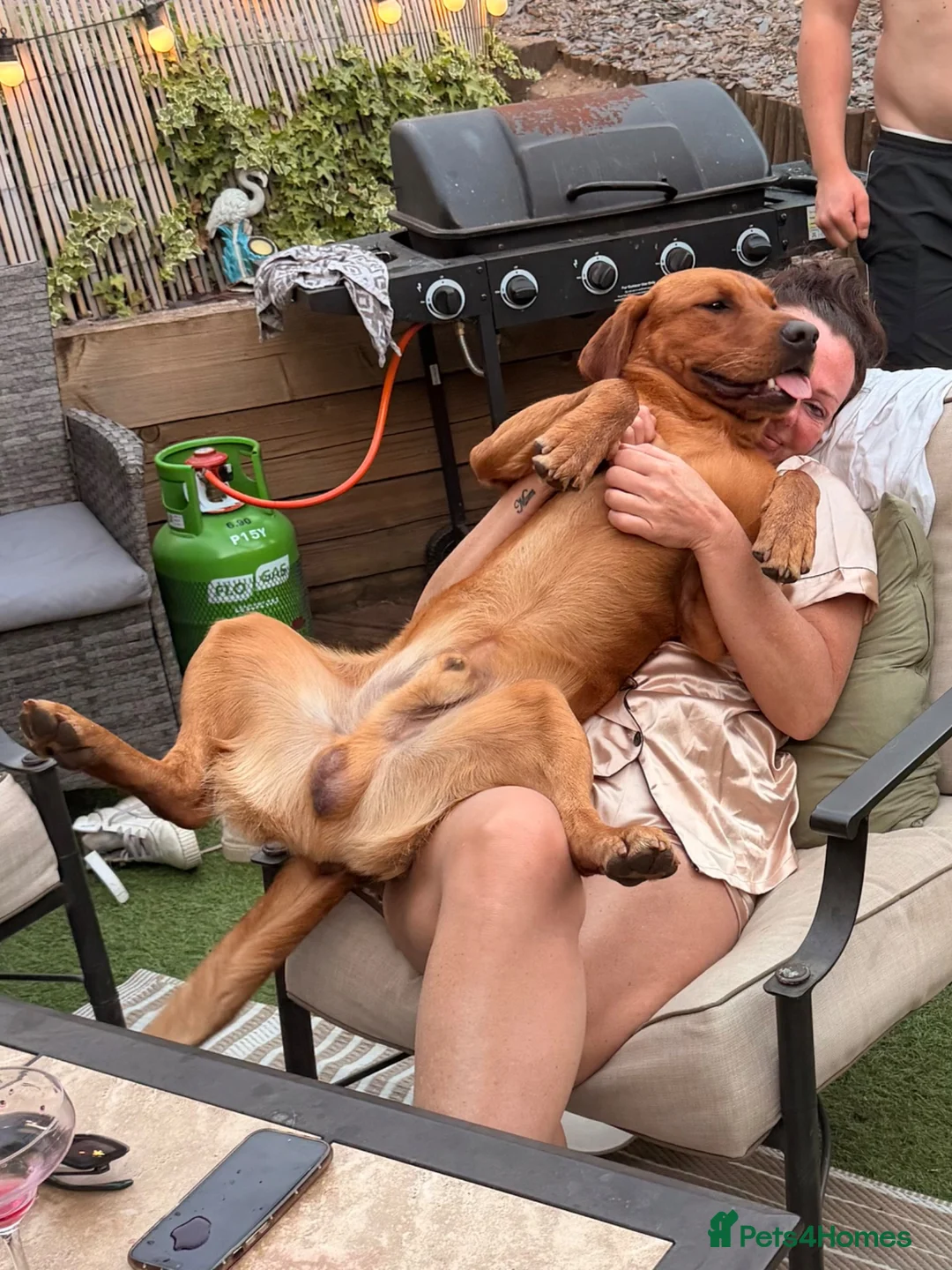 Labrador Retriever dogs for stud: Redfox lab x golden retriever STUD - Advert 2