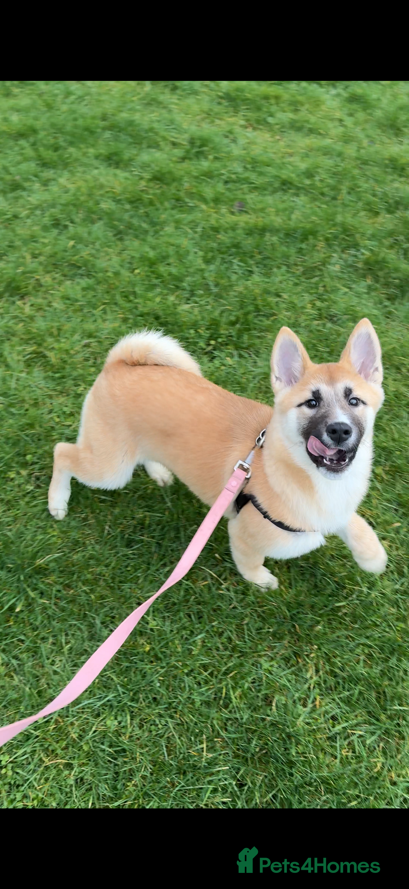 Huskita dogs Huskita Puppies FULLY VACCINATED - Advert 15