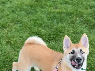 Huskita dogs Huskita Puppies FULLY VACCINATED - Advert 15