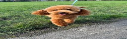 Toy Poodle dogs for stud: Health tested toy poodle  in Feltham - Advert 7