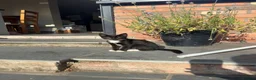 Mixed Breed cats for sale: Beautiful Black / Black & White Kittens  - Advert 2