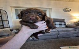 Sprocker dogs for sale: Sprocker puppies for sale - Image 4