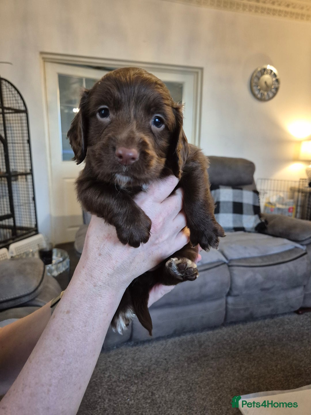 Sprocker dogs for sale: Sprocker puppies for sale - Image 4