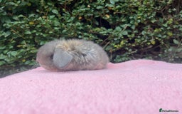 Mini Lop rabbits for sale: Mini lops and mini double maned lionheads  - Image 5