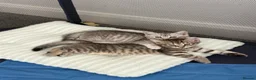 Mixed Breed cats for sale: British Shorthair Cross Kittens – GCCF Mum - Advert 2