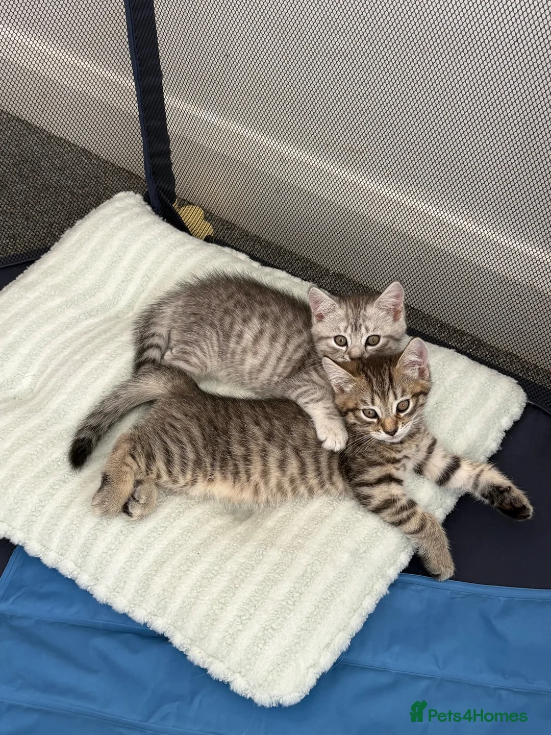 Mixed Breed cats for sale: British Shorthair Cross Kittens – GCCF Mum - Advert 2