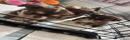 Chihuahua dogs for sale: Long coat chihuahua  - Advert 13