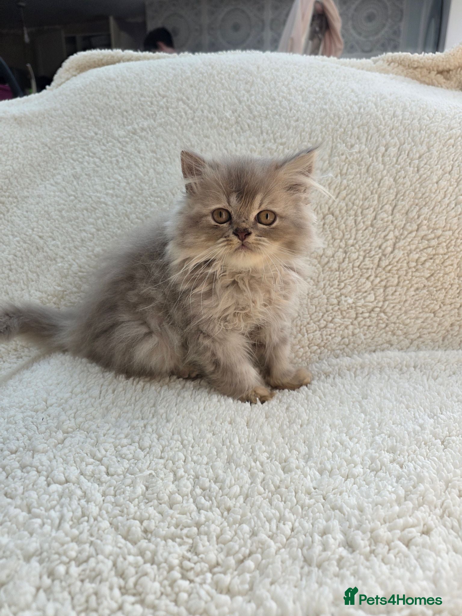 Persian cats Beautiful Persian Kittens – Ready to Leave Now - Advert 1