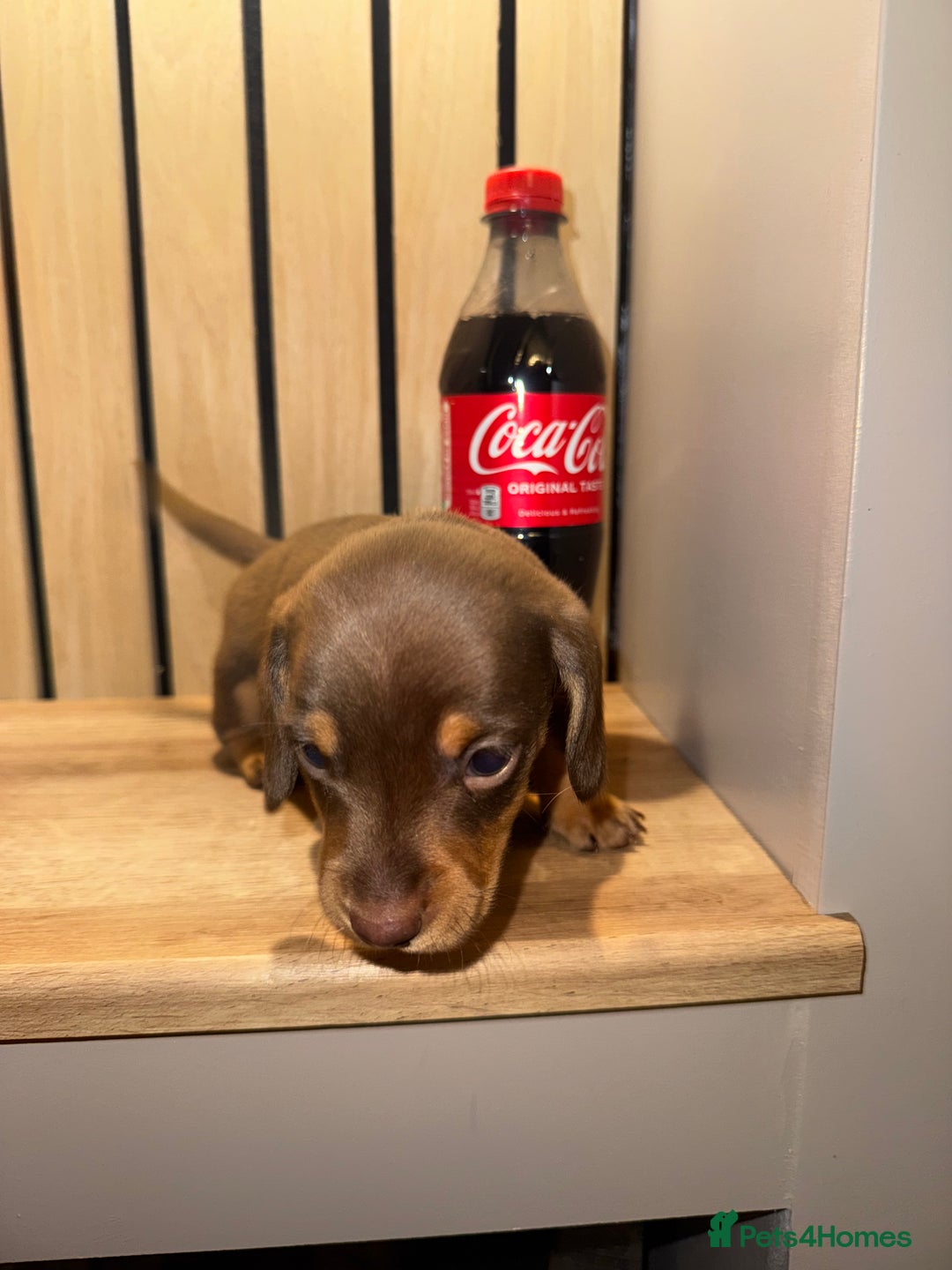 Miniature Dachshund dogs for sale: 2 girls left miniature sausages  - Advert 3