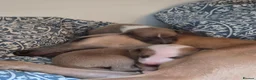 Whippet dogs for sale: Fawn Whippet puppys - Advert 12