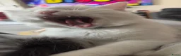 Ragdoll cats for sale: Beautiful cat   - Advert 3