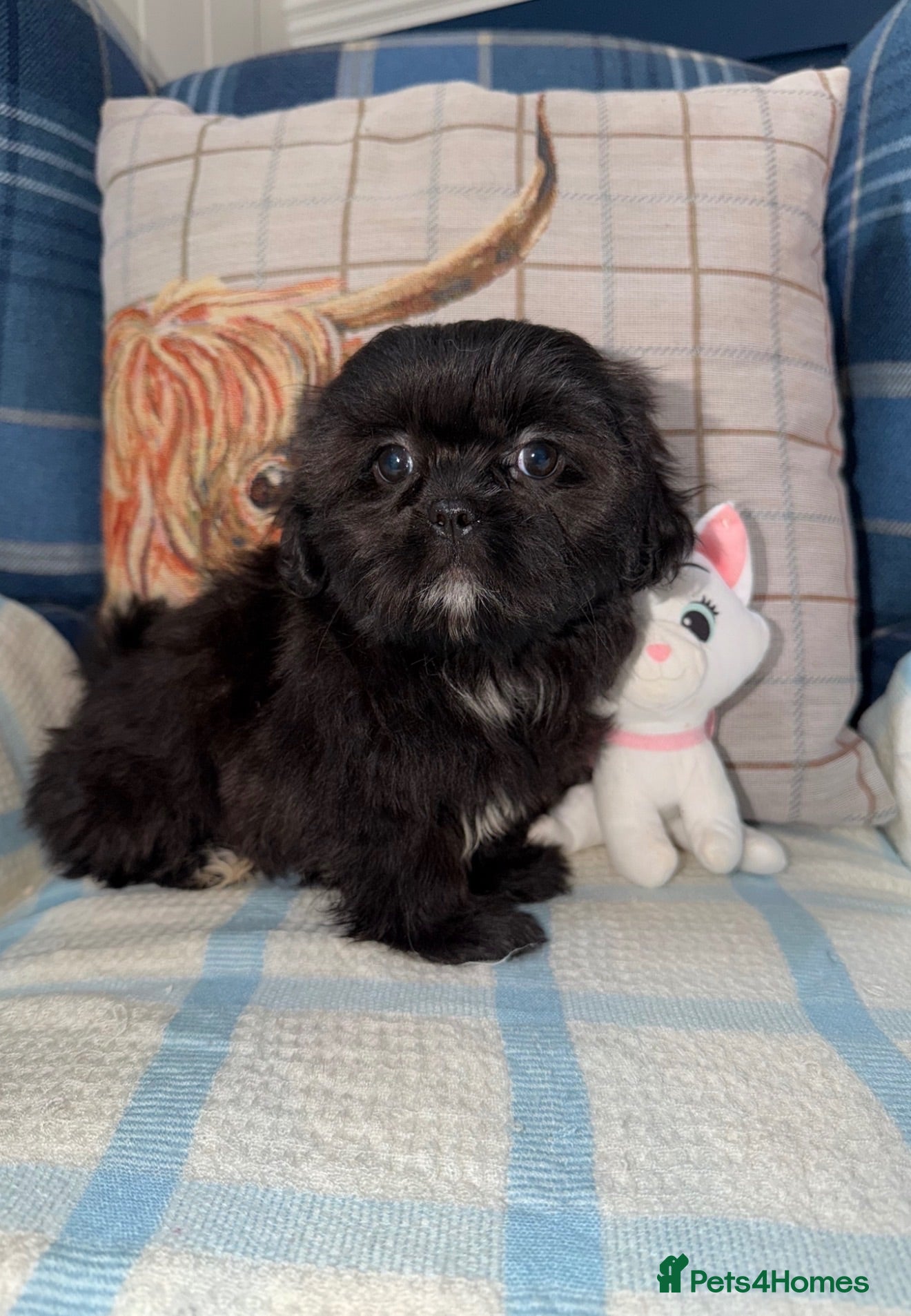 Shih Tzu dogs 💖💙Stunning Black Shih Tzu Puppies💙💖 - Advert 1