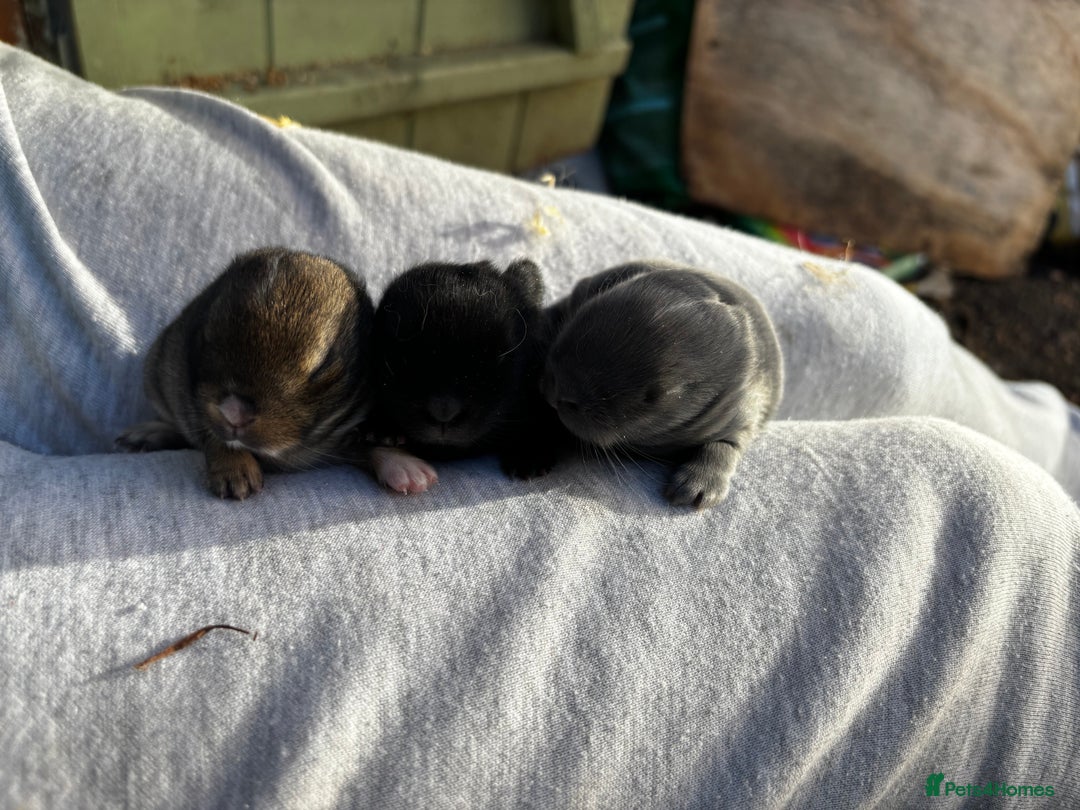 Netherland Dwarf rabbits for sale: Pure Netherland dwarf  - Advert 9