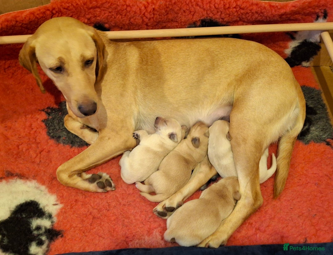 Goldador dogs for sale: Goldador Puppies - Advert 7