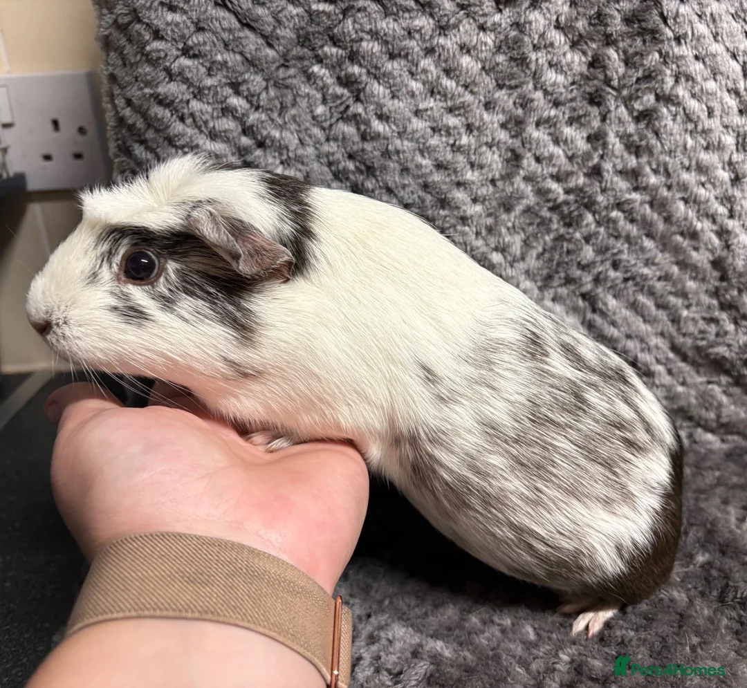 Guinea Pig rodents for sale: Rescue Guinea pigs for adoption - Advert 5