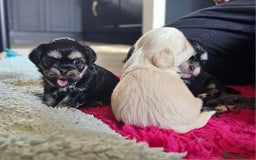 Shih Tzu dogs for sale: Beautiful Shih Tzu Puppies  - Image 21