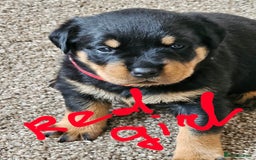 Rottweiler dogs for sale: Pure breed Rottweiler  - Image 10