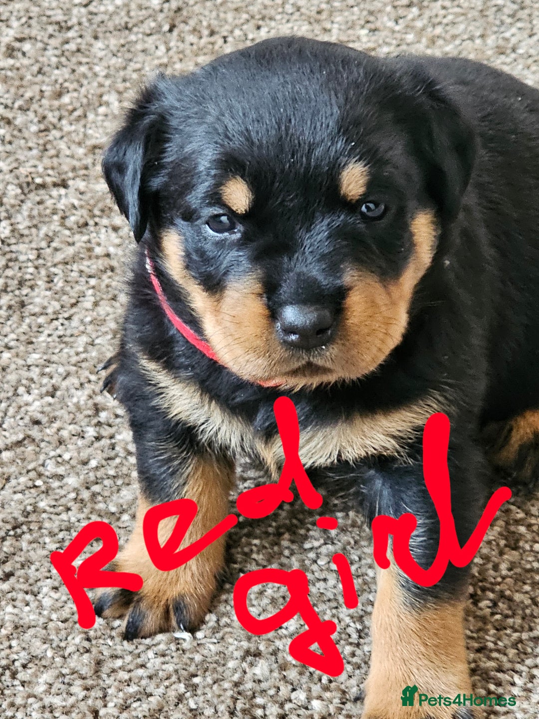Rottweiler dogs for sale: Pure breed Rottweiler  - Image 10