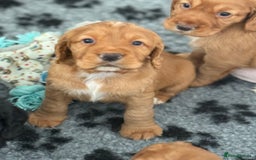 Cocker Spaniel dogs for sale: Stunning KC Working Cocker Spaniel Puppies - Image 2