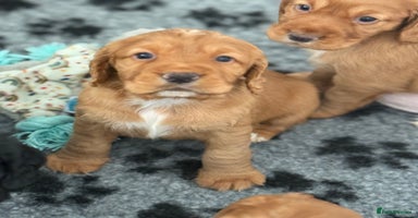 Cocker Spaniel dogs - Advert 4
