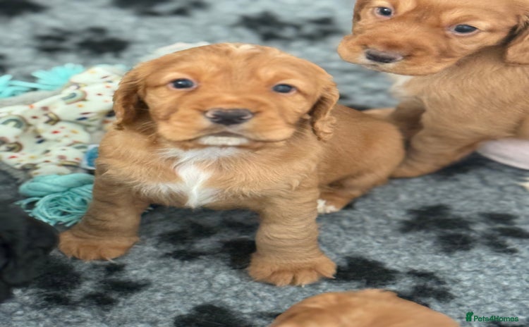 Cocker Spaniel dogs - Advert 3
