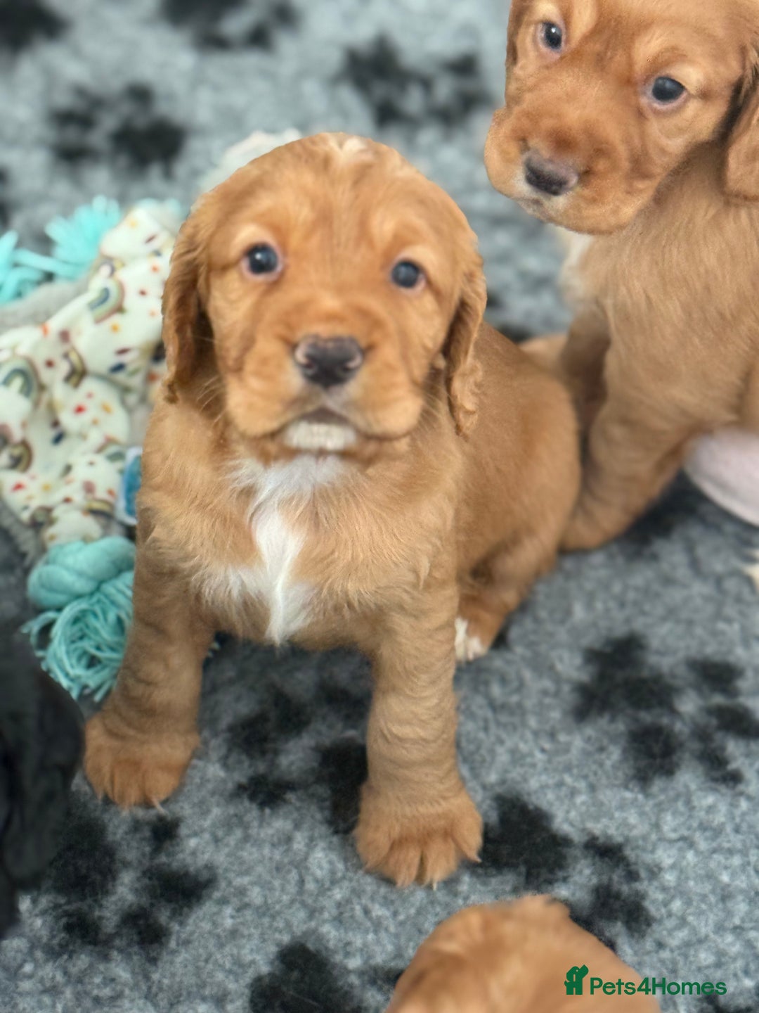 Cocker Spaniel dogs for sale: Stunning KC Working Cocker Spaniel Puppies - Image 2