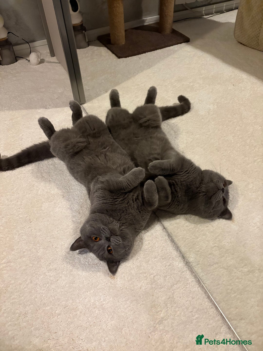 Scottish Fold cats for sale: Last Scottish Fold left - Advert 17