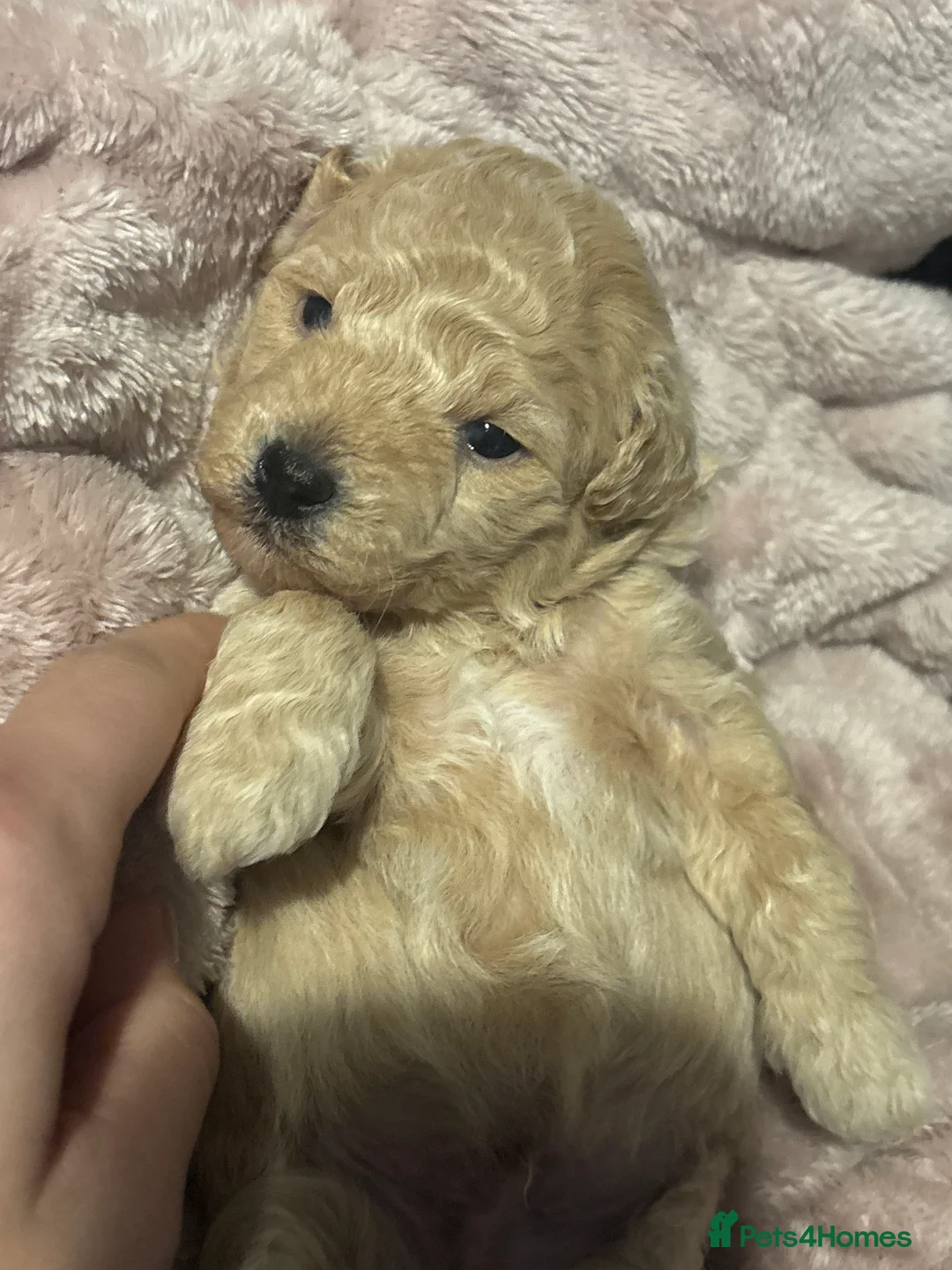 Poochon dogs for sale: Beautiful Poochon Puppies  - Advert 18